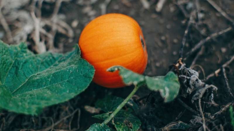 planting fall/autumn pumpkins