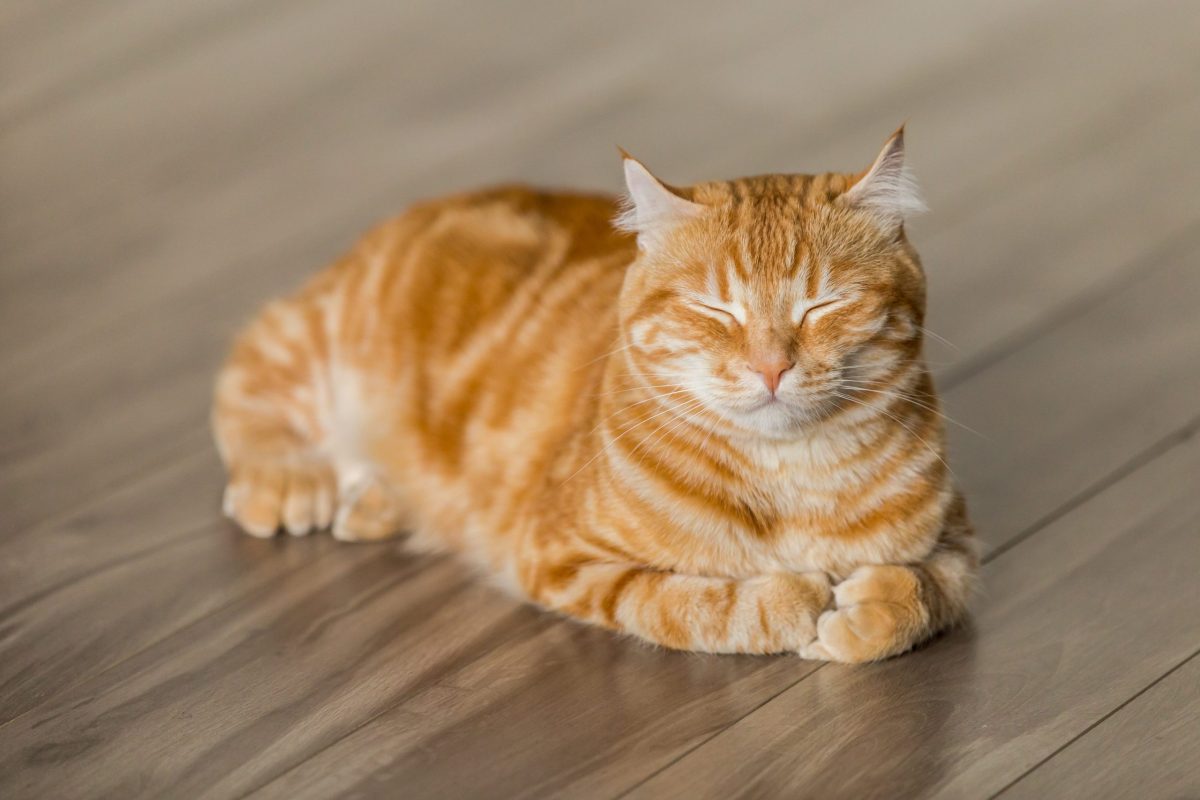 orange cat laying on wood floor